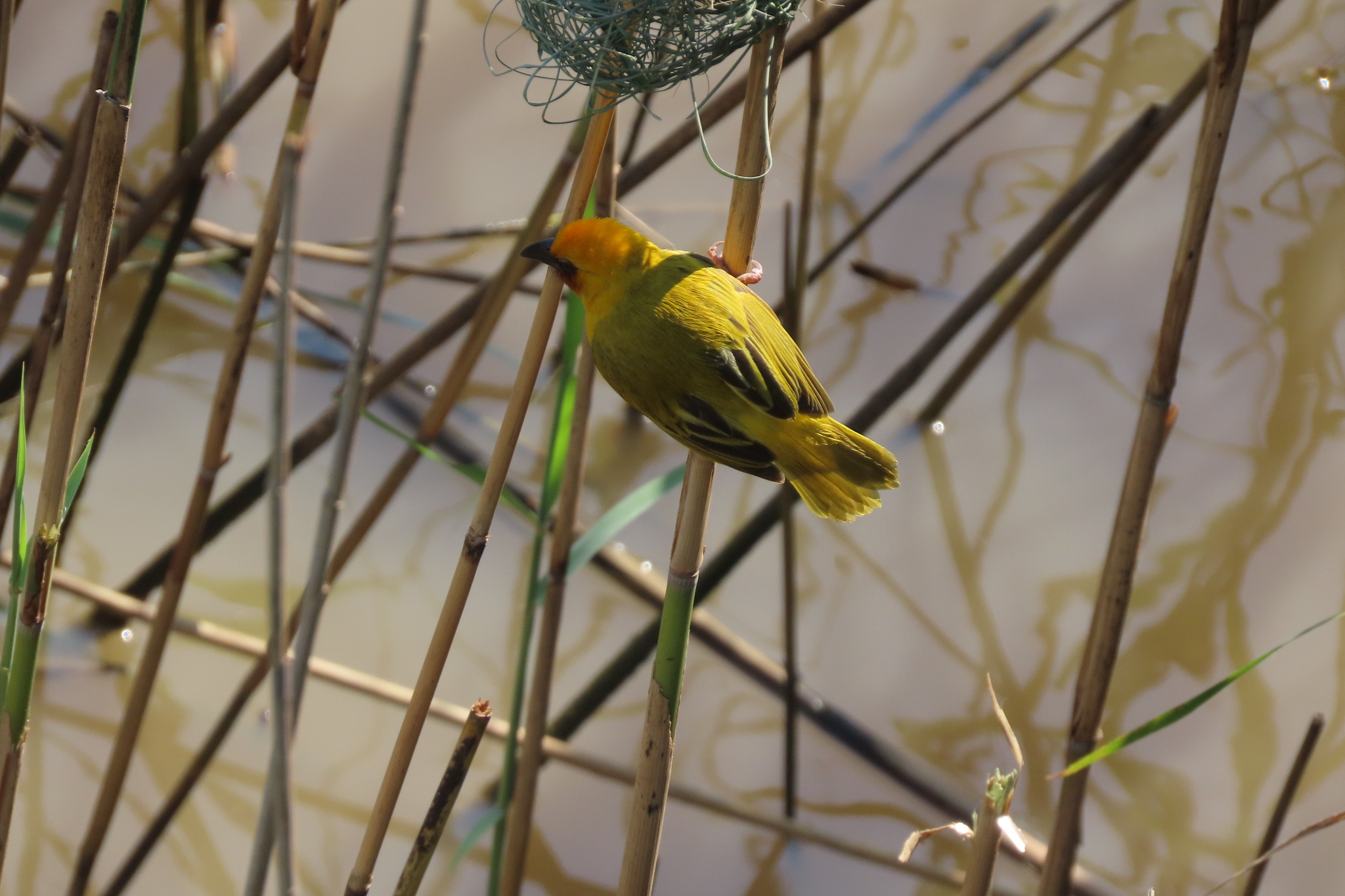 Southern Brown-throated Weaver (Ploceus xanthopterus), photo 9