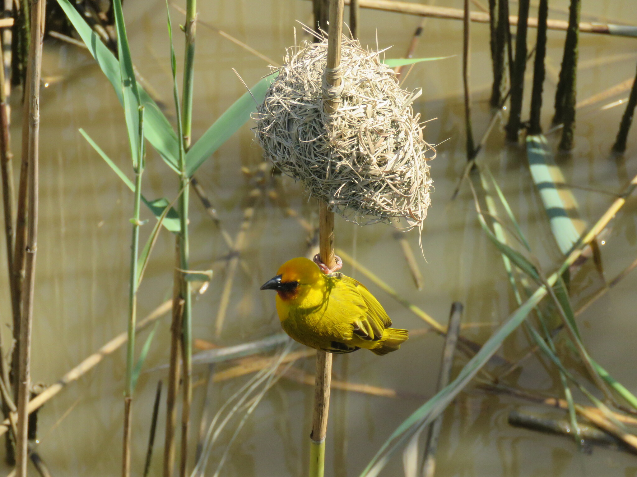 Southern Brown-throated Weaver (Ploceus xanthopterus), photo 7