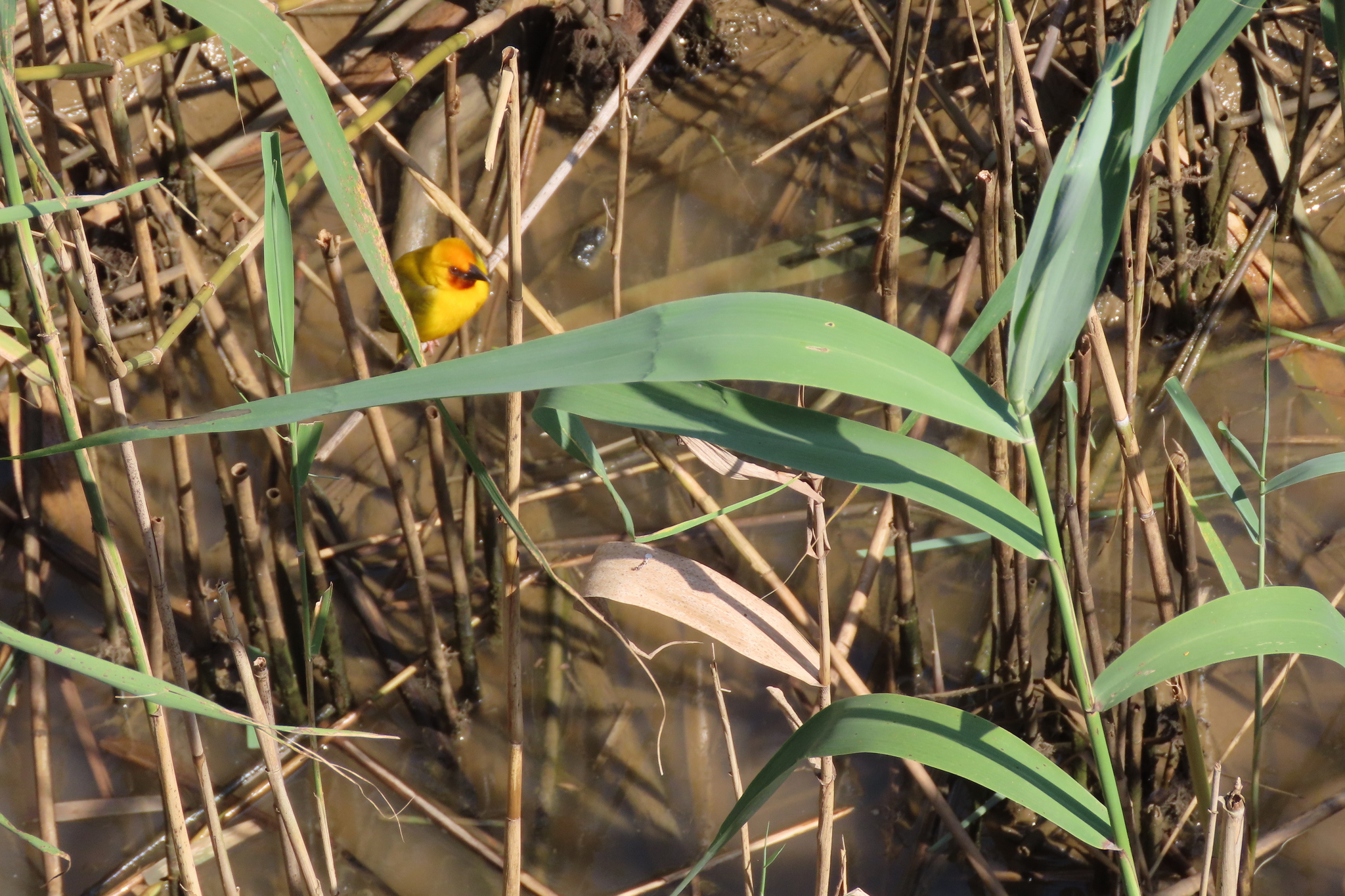 Southern Brown-throated Weaver (Ploceus xanthopterus), photo 10