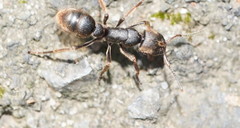 Pseudoneoponera oculata