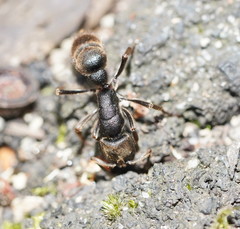 Pseudoneoponera oculata