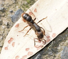 Pseudoneoponera oculata