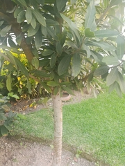 Pouteria lucuma