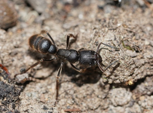 Pseudoneoponera oculataPseudoneoponera oculata