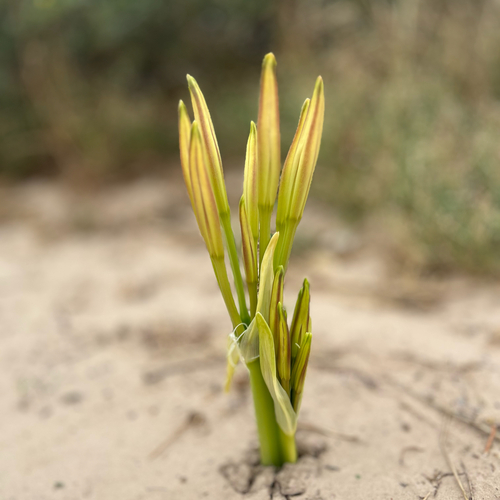 Kalahari Swamplily (Crinum crassicaule)