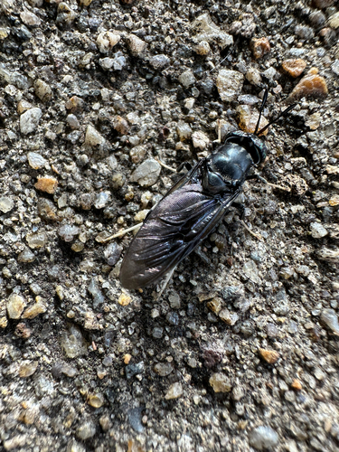 Unknown species found near Shallow Ford Rd, Herndon, VA, US