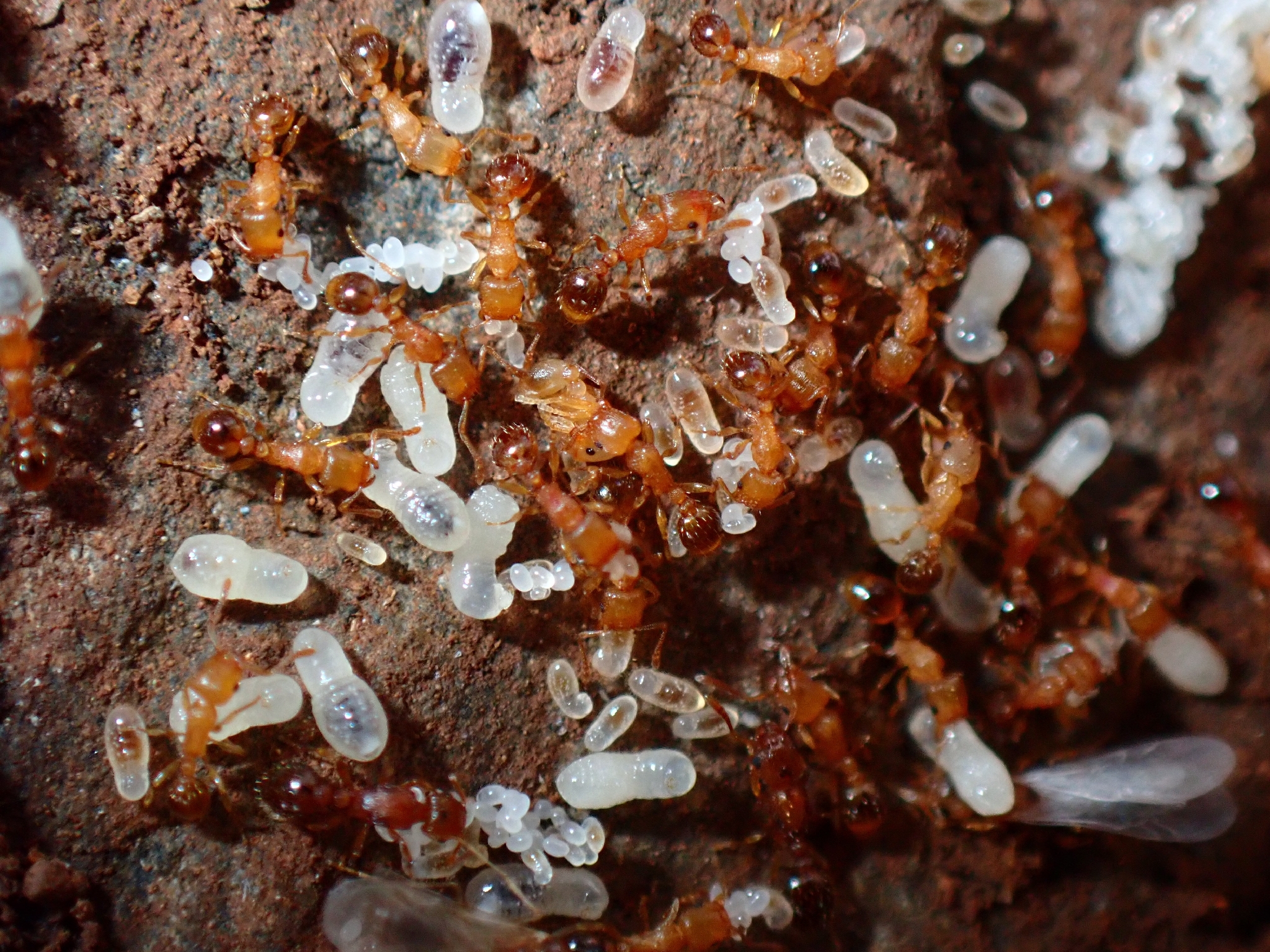 Tetramorium caldarium