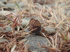 Lycaena boldenarum