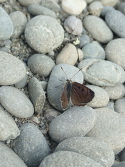 Lycaena boldenarum