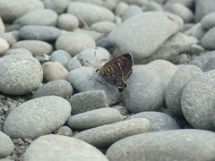 Lycaena boldenarum