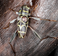 Neoclytus scutellaris