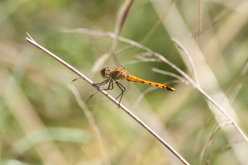 Spotted Darter photo 5