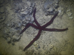 Leiaster speciosus