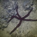Leiaster speciosus