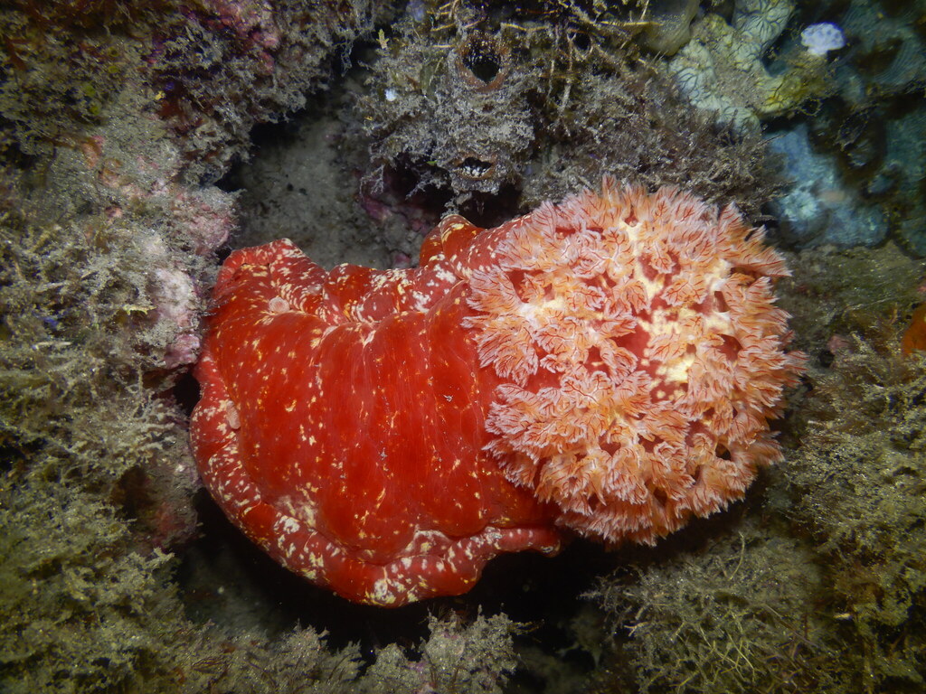 Mottled Spanish Dancer