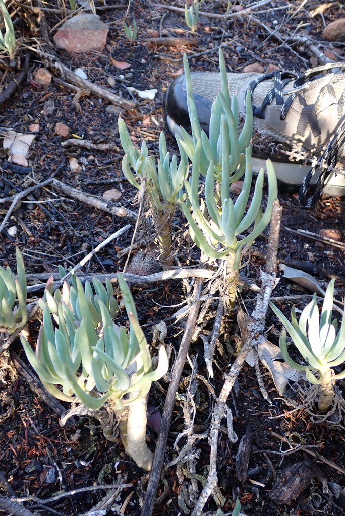 Curio talinoides var. talinoides 3