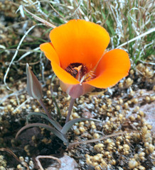 Calochortus kennedyi kennedyi