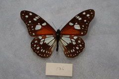 Tirumala formosa neumanni