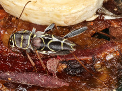 Neoclytus scutellaris