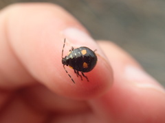 Cermatulus nasalis hudsoni