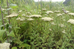Achillea setacea