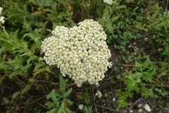 Achillea setacea