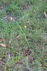 Moraea lewisiae, photograph (c) Karen Eichholz, some rights reserved (CC BY)