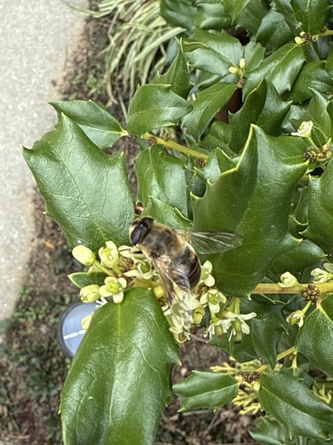 Unknown species found near Illinois, US