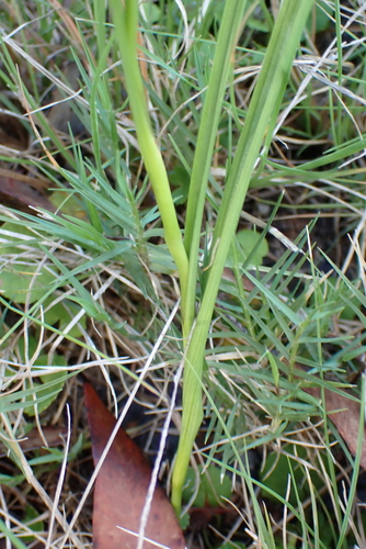 Moraea lewisiae, photograph 5