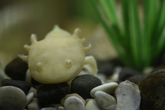 Ambystoma mexicanum