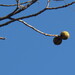 eastern black walnut from Fern Ave @ Ridge Pk., ESP, Montgomery County, PA, USA on October 26, 2025 at 12:09 PM by Link Davis