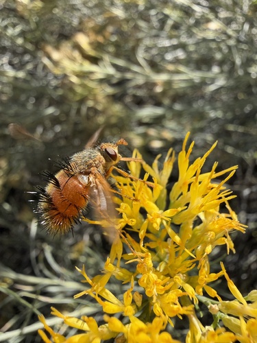 Unknown species found near Camino Cabra, Santa Fe, NM, US