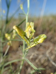 Linaria incompleta