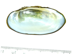 Nodularia douglasiae