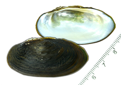 Nodularia douglasiae