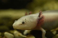 Ambystoma mexicanum