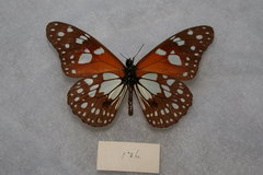 Tirumala formosa neumanni