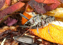 Neoclytus scutellaris