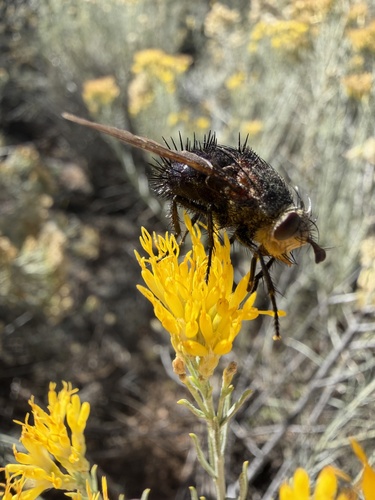 Unknown species found near Camino Cabra, Santa Fe, NM, US