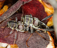 Neoclytus scutellaris