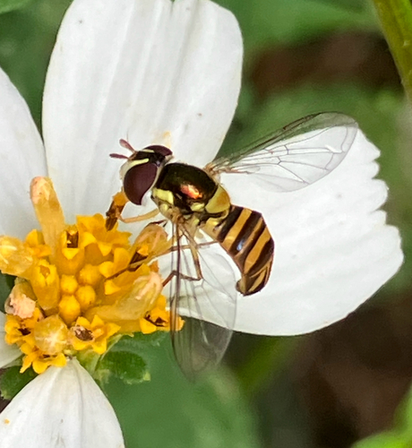 Unknown species found near Alachua County, US-FL, US