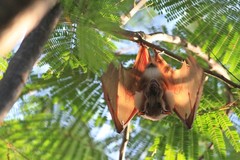 Epomophorus gambianus