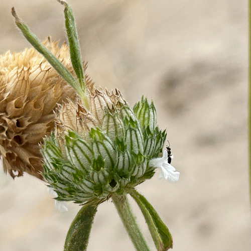 Narrowleaf Horsefright (Acrotome angustifolia)