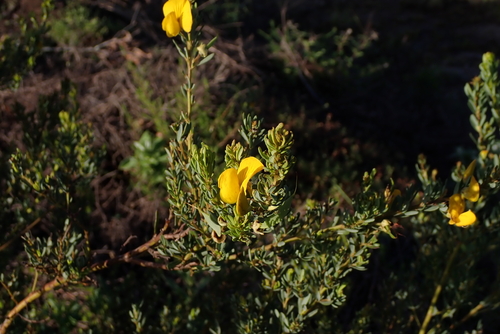 Vlei Honeybush (Cyclopia subternata)