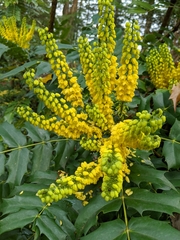 Berberis × hortensis