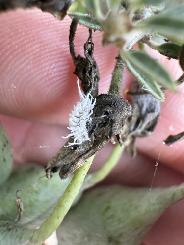 iNaturalist observation photo of Mealybug Destroyer