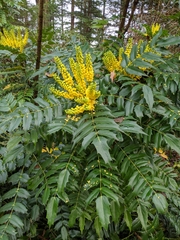 Berberis × hortensis
