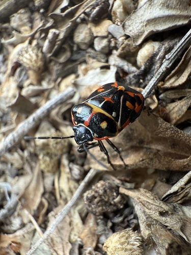 iNaturalist observation photo of Harlequin Bug