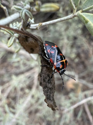 iNaturalist observation photo of Harlequin Bug