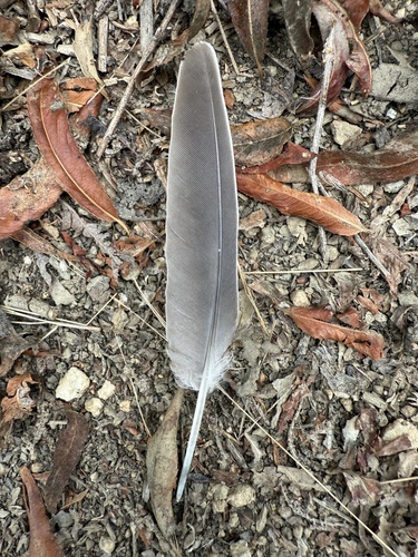 iNaturalist observation photo of Band-tailed Pigeon
